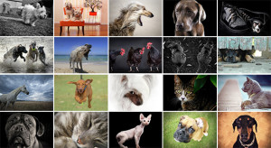 July 'Pets' Photo Comp Winner Announced